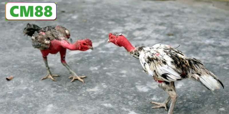 Cách chọn giống gà đòn chuẩn chiến kê
