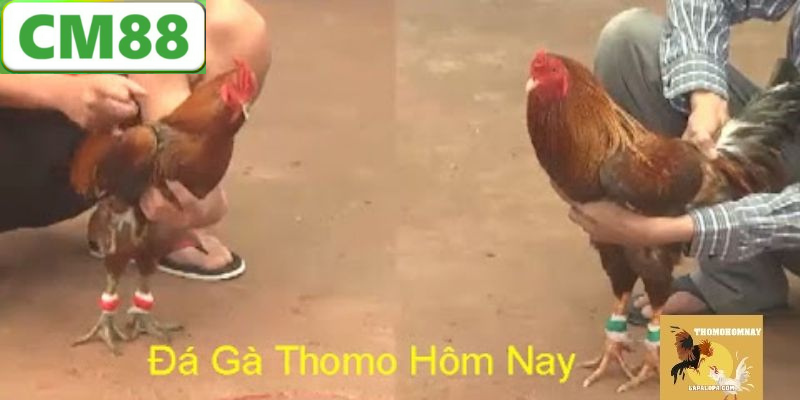 Đá Gà Thomo - Tìm Hiểu Về Lịch Sử, Đặc Điểm và Các Lý Do